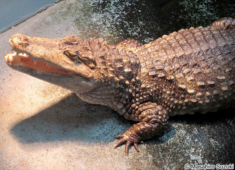メガネカイマン Caiman crocodilus