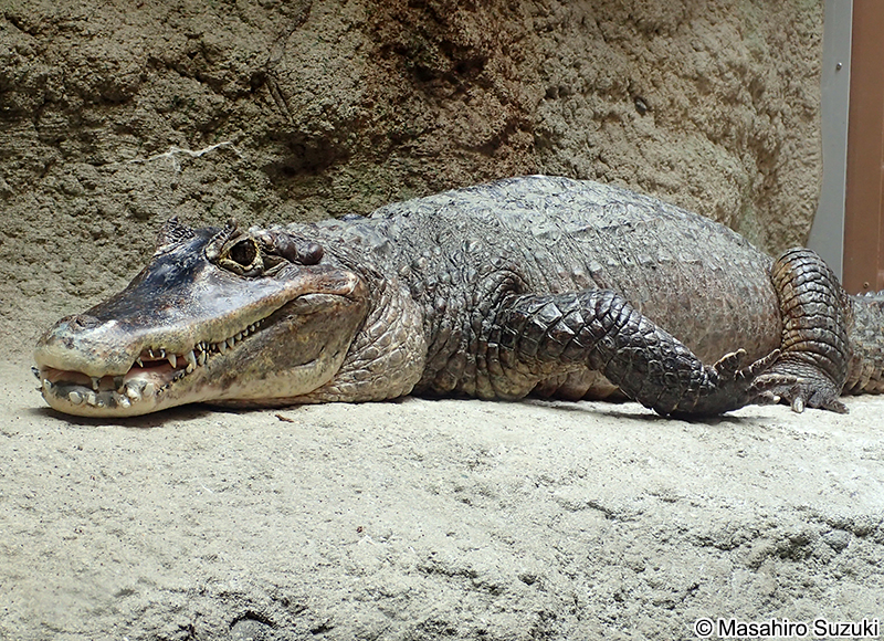 メガネカイマン Caiman crocodilus