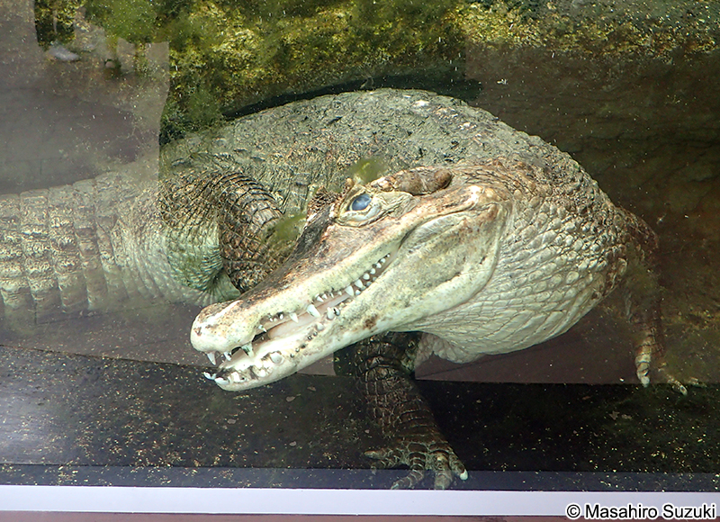 メガネカイマン Caiman crocodilus