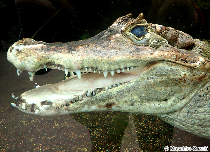 メガネカイマン Caiman crocodilus