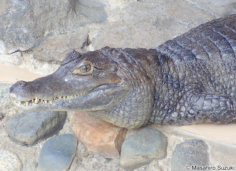 メガネカイマン Caiman crocodilus