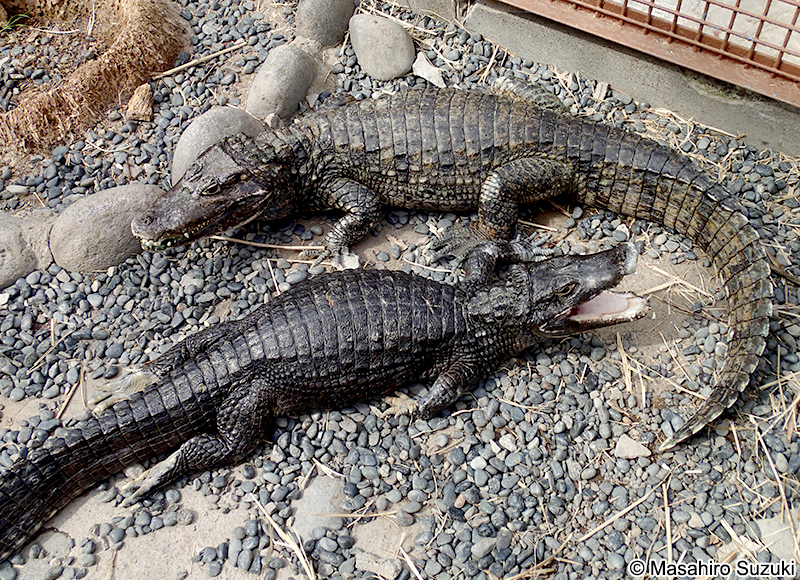 メガネカイマン Caiman crocodilus