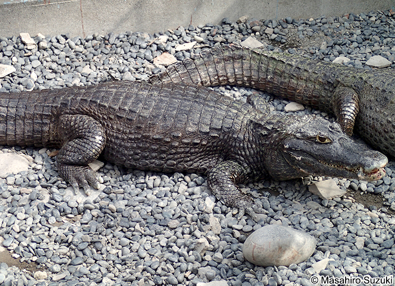 メガネカイマン Caiman crocodilus