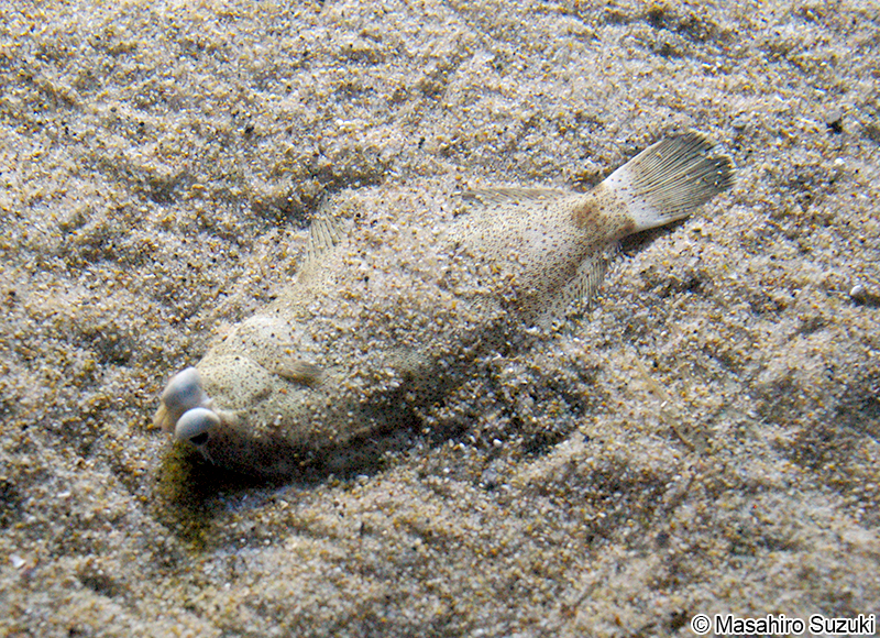 メイタガレイ Pleuronichthys lighti