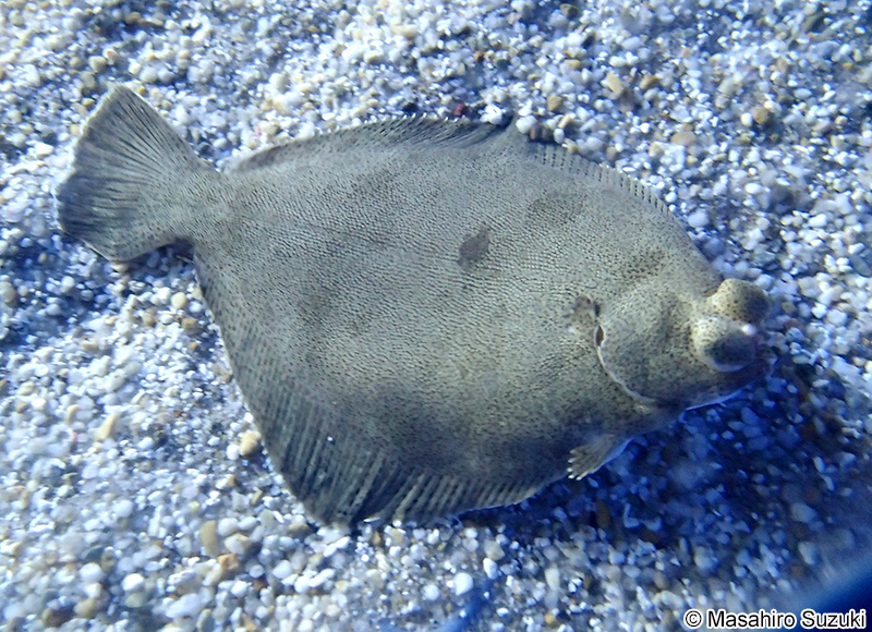 メイタガレイ Pleuronichthys lighti