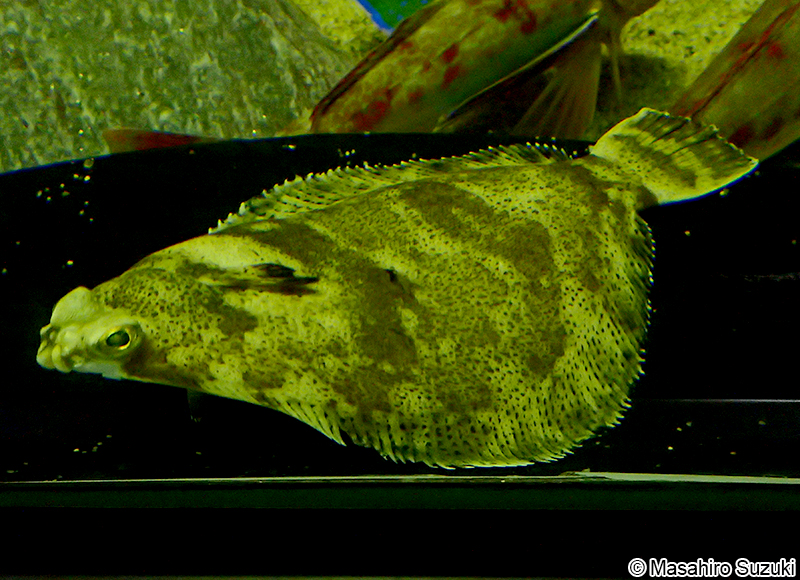 メイタガレイ Pleuronichthys lighti