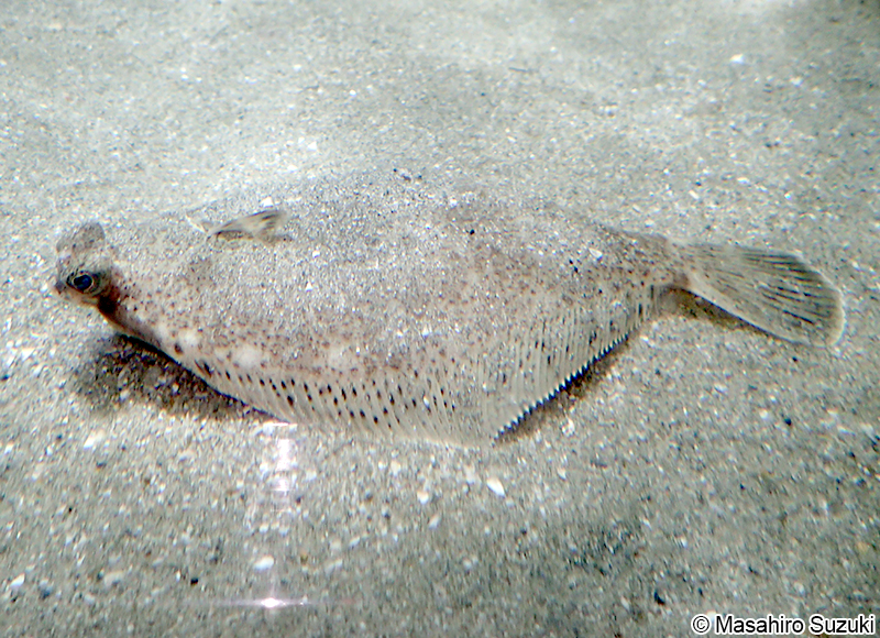 メイタガレイ Pleuronichthys lighti