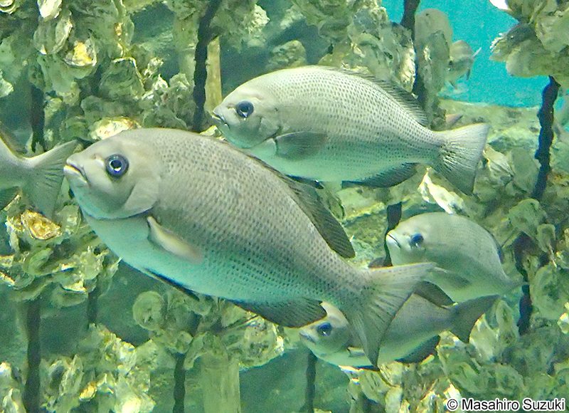 メジナ Girella punctata