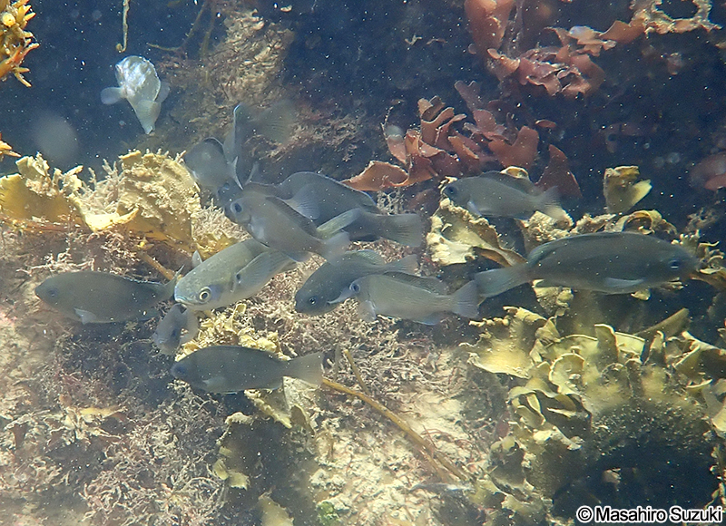 メジナの幼魚の群れ