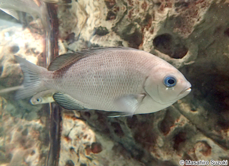 メジナ Girella punctata