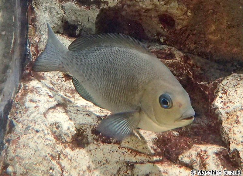 メジナ Girella punctata