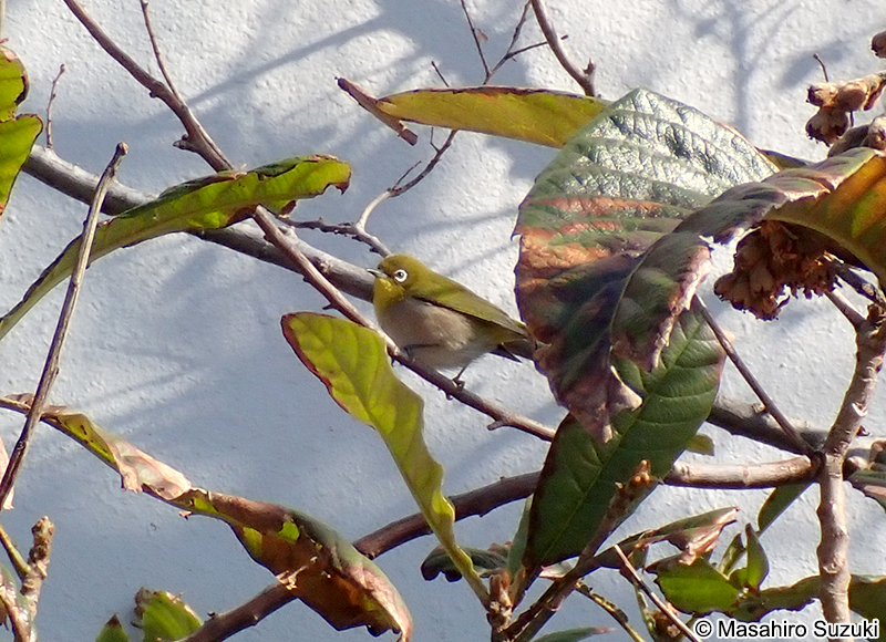 メジロ Zosterops japonicus