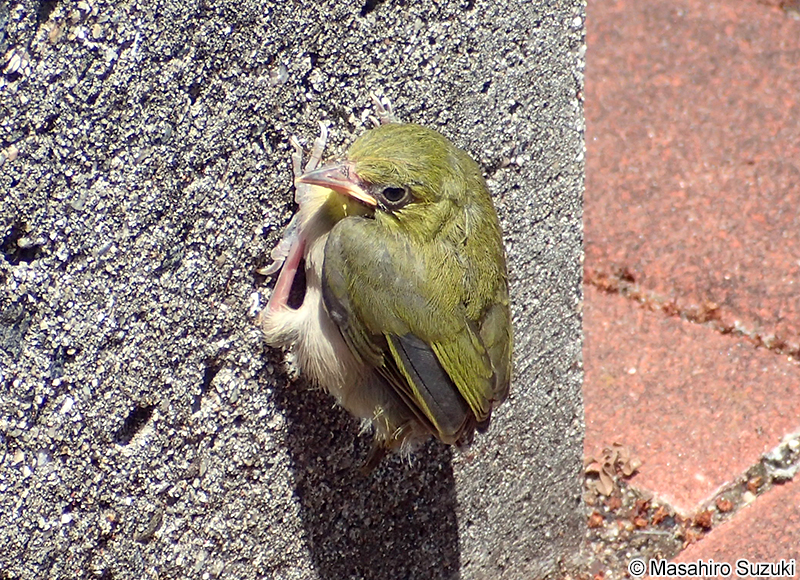 メジロ Zosterops japonicus