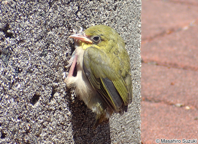 メジロ Zosterops japonicus