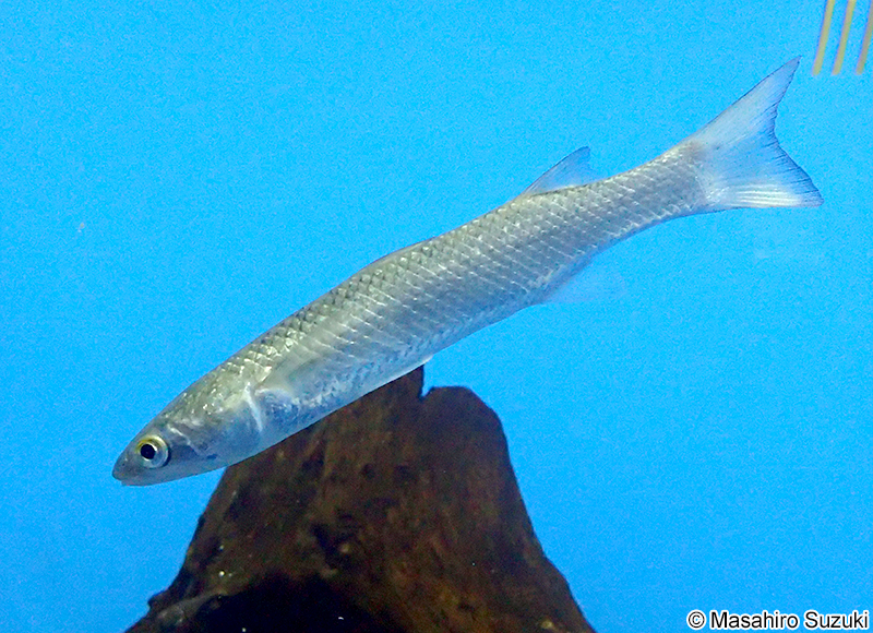 メナダ Planiliza haematocheila