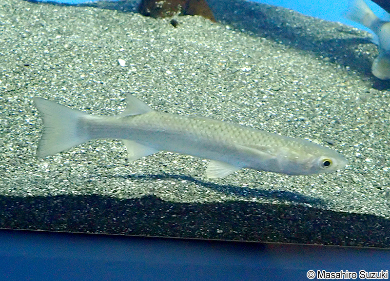 メナダ Planiliza haematocheila