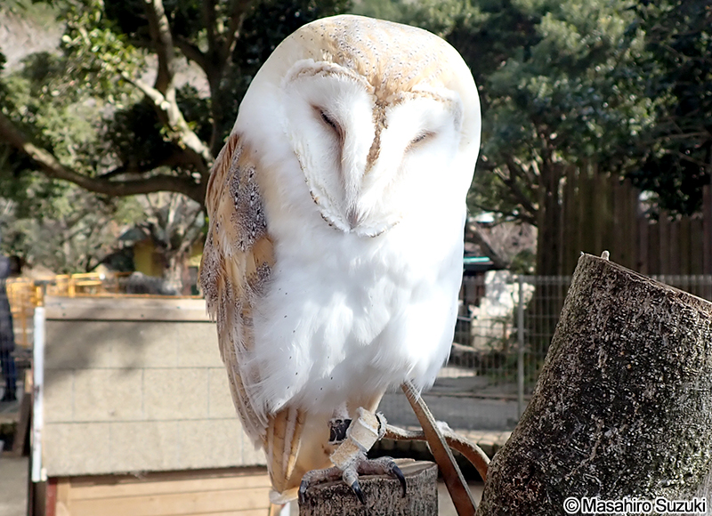 メンフクロウ Tyto alba