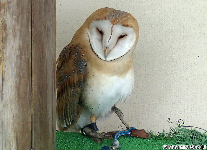 メンフクロウ Tyto alba