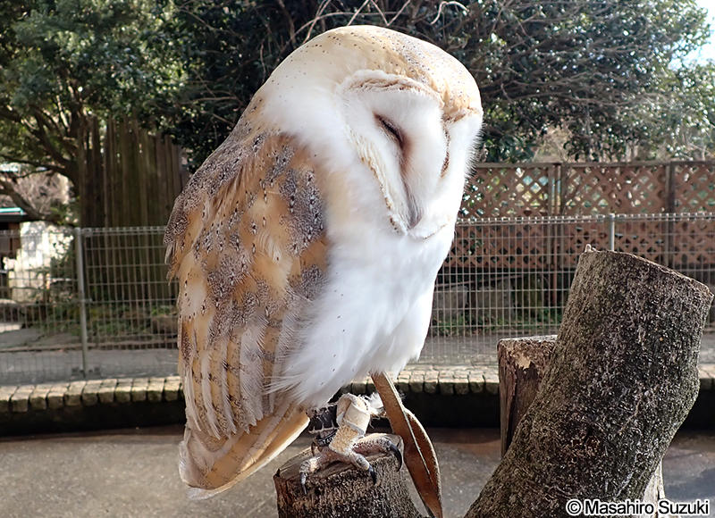 メンフクロウ Tyto alba