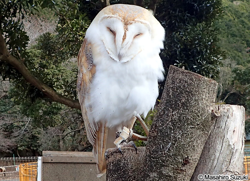メンフクロウ Tyto alba
