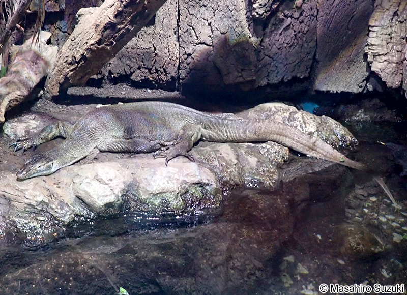 メルテンスオオトカゲ Varanus mertensi