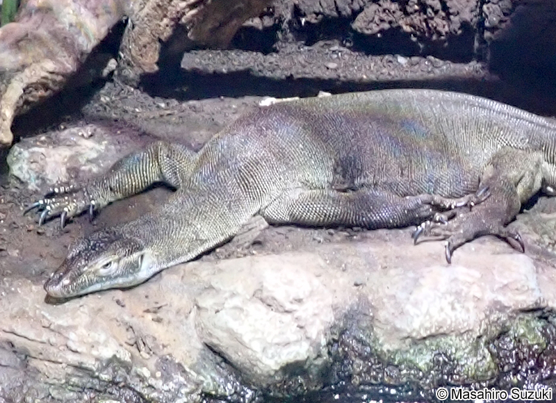 メルテンスオオトカゲ Varanus mertensi