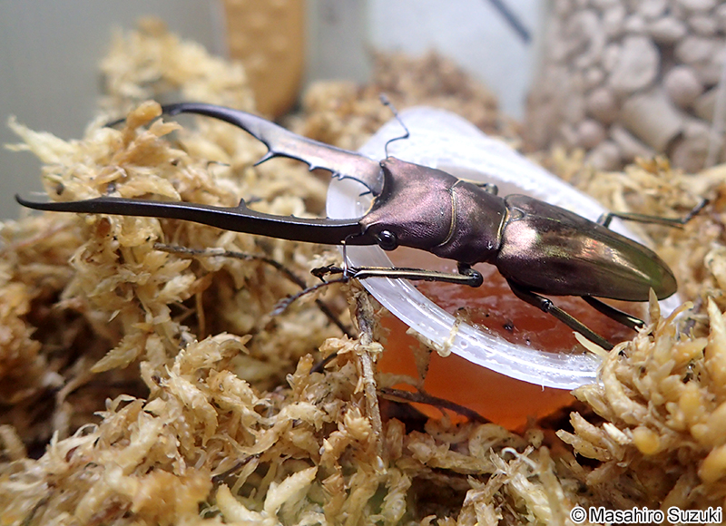 メタリフォルホソアカクワガタ Cyclommatus metallifer