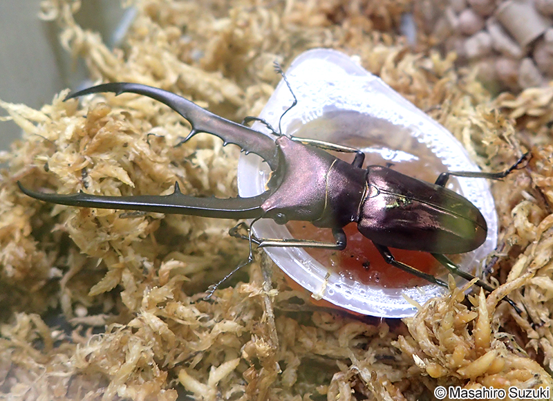 メタリフォルホソアカクワガタ Cyclommatus metallifer