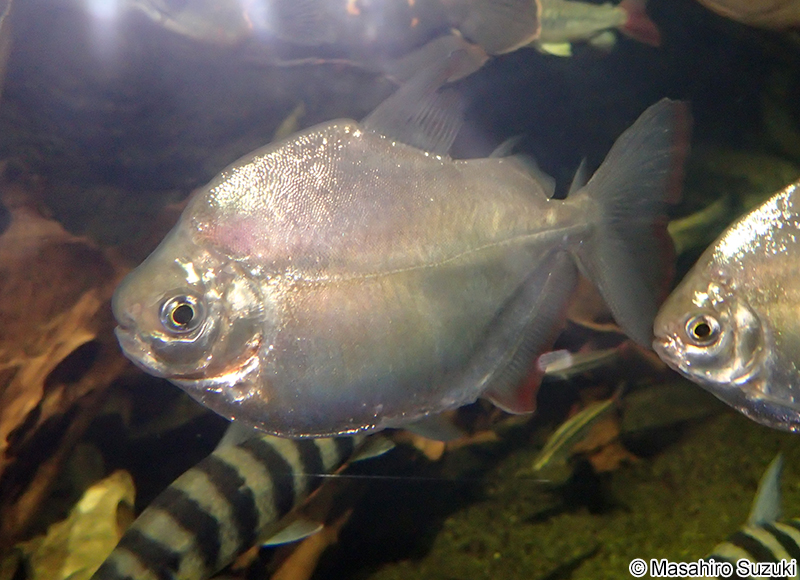 メチニス Metynnis hypsauchen