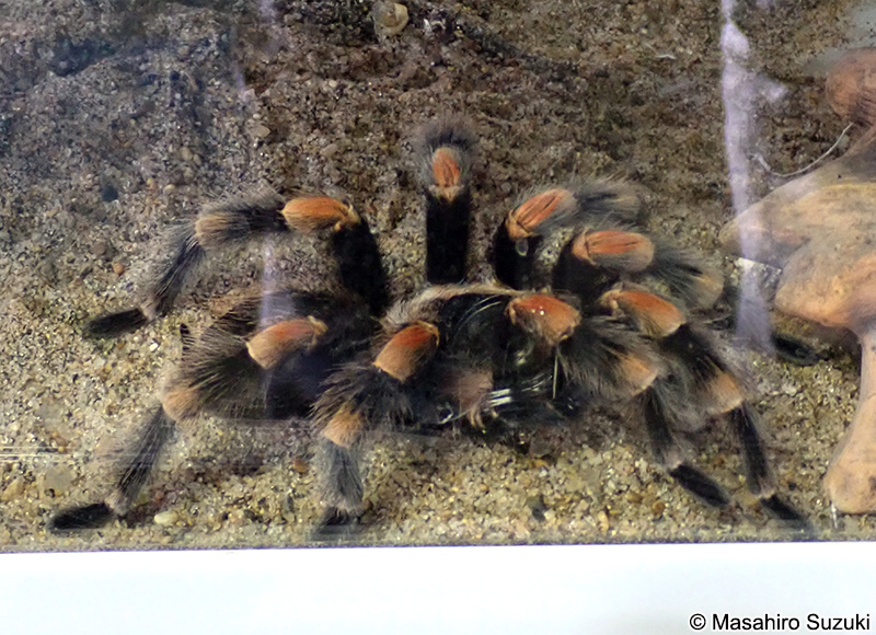 メキシカンレッドニー Brachypelma hamorii