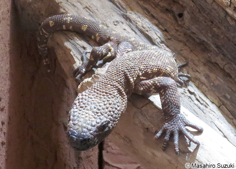 メキシコドクトカゲ Heloderma horridum