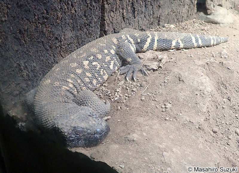 メキシコドクトカゲ Heloderma horridum
