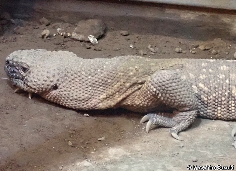 メキシコドクトカゲ Heloderma horridum