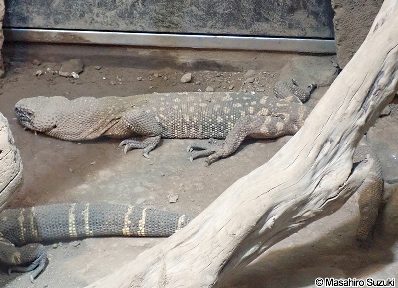 メキシコドクトカゲ Heloderma horridum