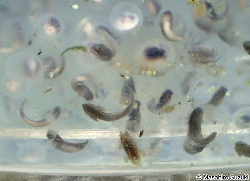 メキシコサラマンダーの卵塊