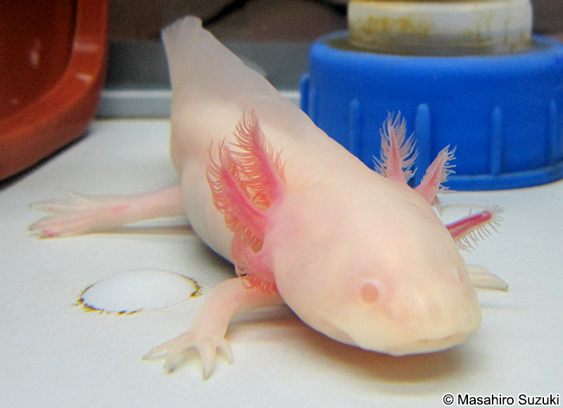 メキシコサラマンダー Ambystoma mexicanum