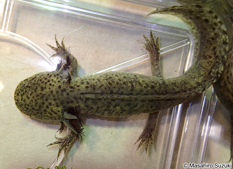 メキシコサラマンダー Ambystoma mexicanum