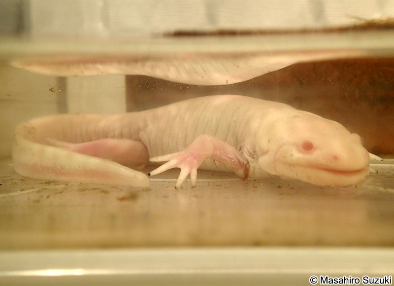 変態したメキシコサラマンダー