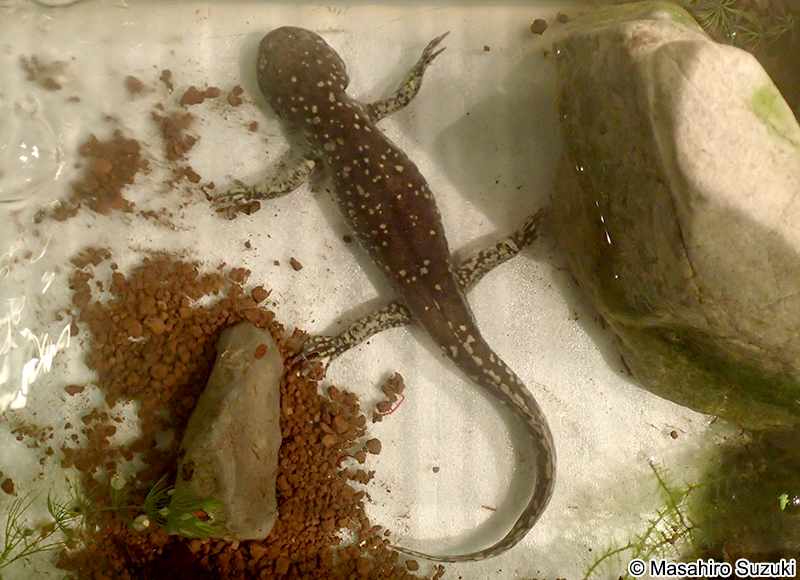 変態したメキシコサラマンダー