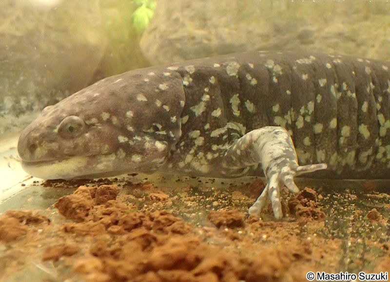 変態したメキシコサラマンダー