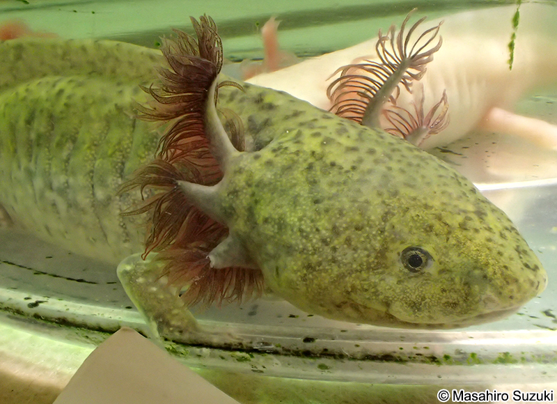 メキシコサラマンダー Ambystoma mexicanum