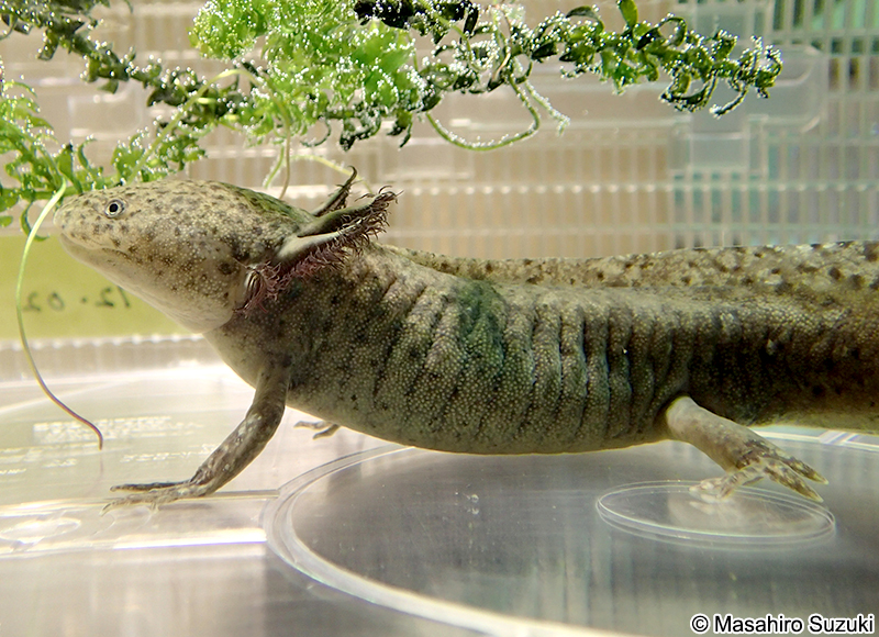 メキシコサラマンダー Ambystoma mexicanum
