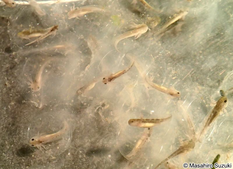 メキシコサラマンダーの幼生