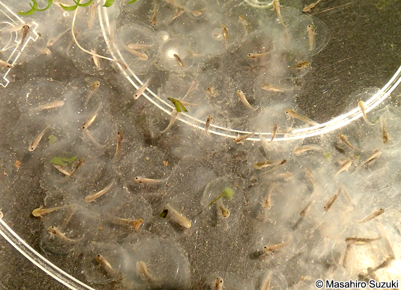 メキシコサラマンダーの幼生