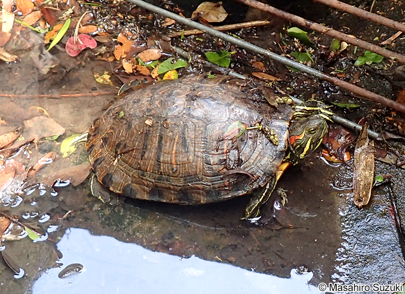 ミシシッピアカミミガメ Trachemys scripta elegans