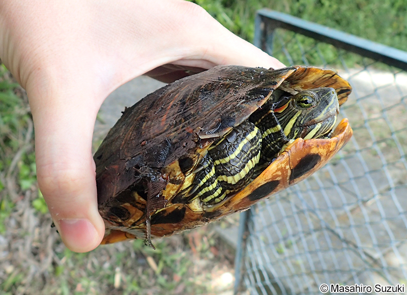 ミシシッピアカミミガメ Trachemys scripta elegans