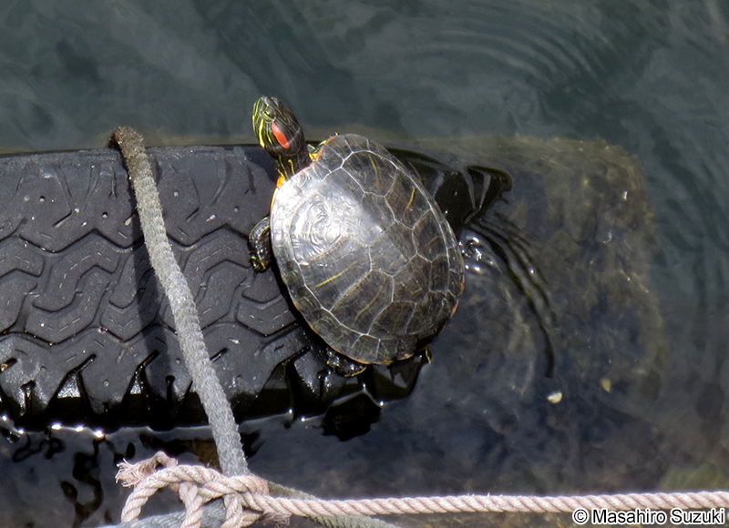 ミシシッピアカミミガメ Trachemys scripta elegans