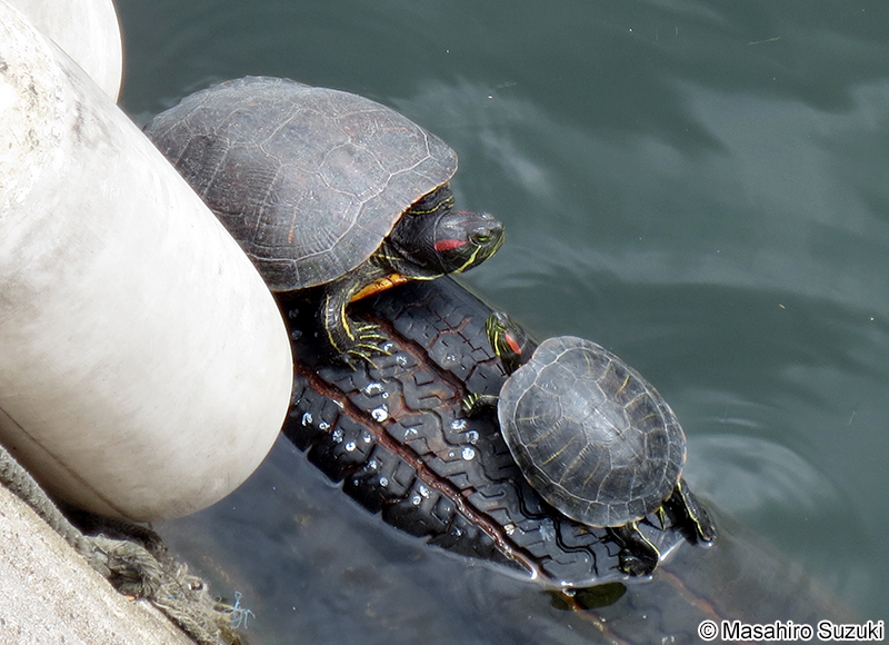 ミシシッピアカミミガメ Trachemys scripta elegans