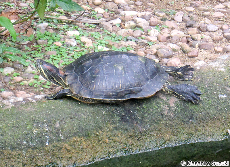 シンガポールのミシシッピアカミミガメ