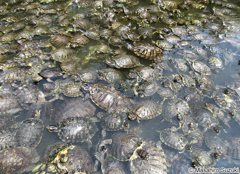 ミシシッピアカミミガメ Trachemys scripta elegans